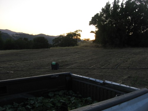 The winter squash & pumpkin field right after laying the irrigation drip lines and right before planting.