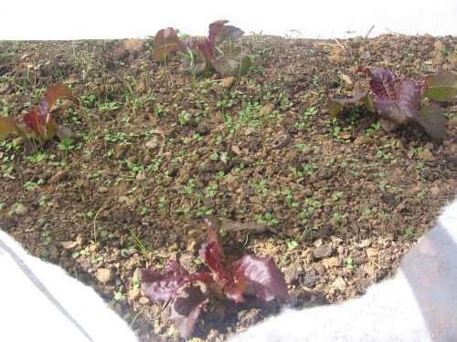 red romaine lettuce. you can see how the recent rain has brought forth the weeds!
