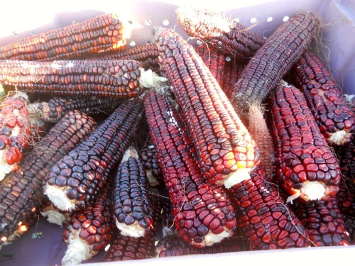 corn harvest 5