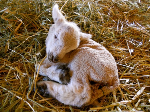 lamb resting 2