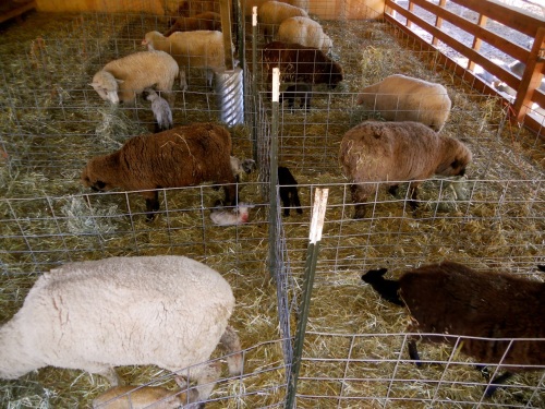 view of lamb nursery