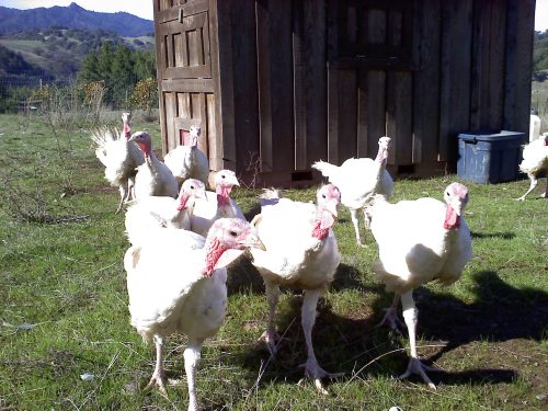 Turkeys 2011 1